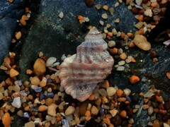 Turritriton labiosus