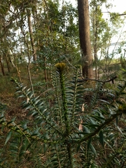 Araucaria bidwillii