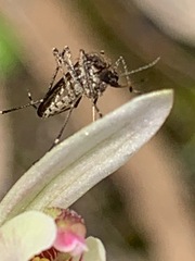 Aedes camptorhynchus