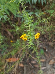 Daviesia umbellulata