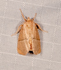 Apoda rectilinea