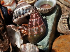 Phasianotrochus eximius