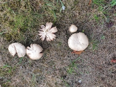 Agaricus