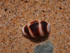 Palmadusta asellus