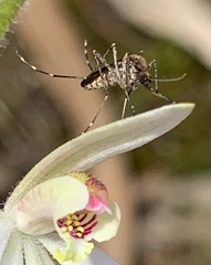 Aedes camptorhynchus
