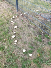 Agaricus