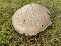 Agaricus