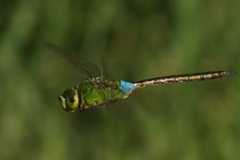 Anax parthenope julius