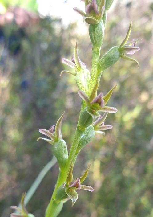 Prasophyllum fecundum