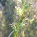 Prasophyllum fecundum - Photo (c) Rosalie Lawrence, some rights reserved (CC BY-NC), uploaded by Rosalie Lawrence