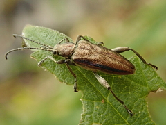 Donacia marginata