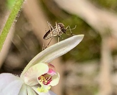 Aedes camptorhynchus