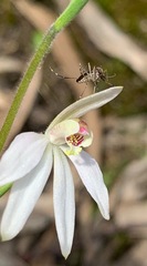 Aedes camptorhynchus