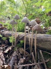 Parasola conopilea