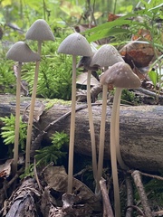 Parasola conopilea
