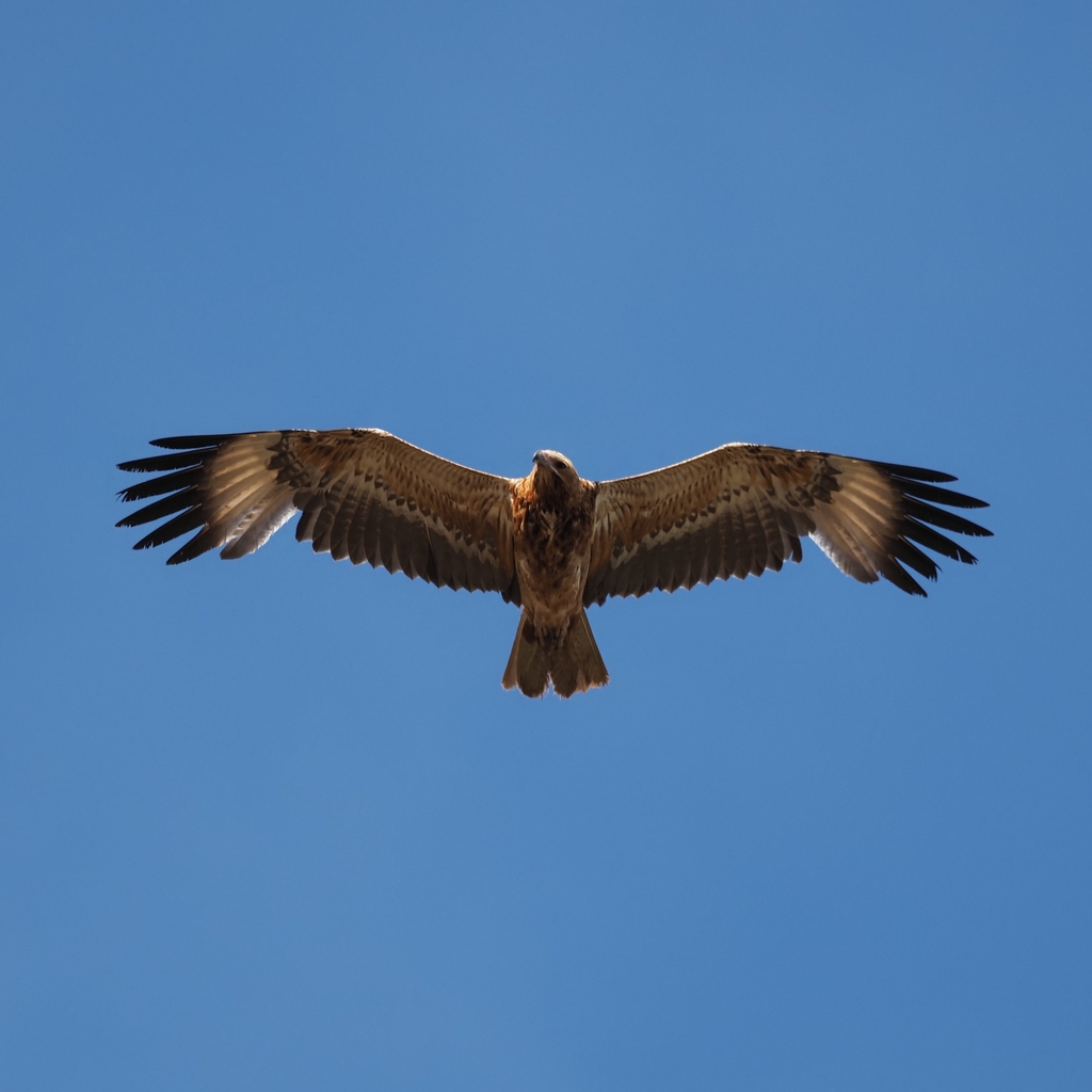 Black-breasted Kite from Ouyen VIC 3490, Australia on September 9, 2022 ...