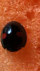 Chilocorus renipustulatus