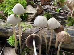 Parasola conopilea