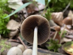 Parasola conopilea