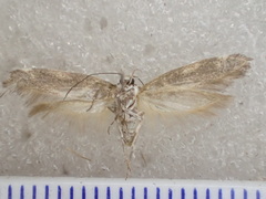 Macrobathra heminephela