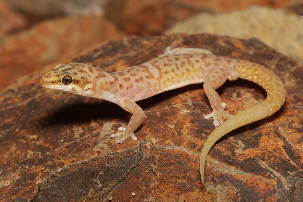 Purcell's Gecko