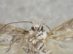 Macrobathra heminephela