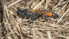 Ammophila