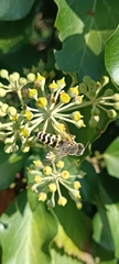 Bembix