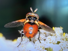 Gymnosoma rotundatum