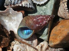 Phasianotrochus eximius