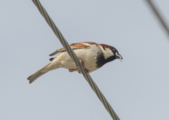 Passer domesticus indicus