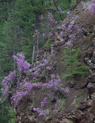 Rhododendron ledebourii
