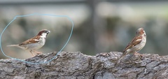 Passer domesticus indicus