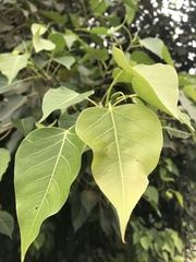 Ficus rumphii