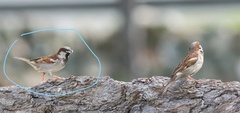Passer domesticus indicus
