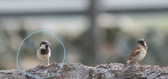 Passer domesticus indicus