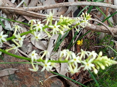 Stackhousia subterranea