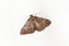 Aporoctena aprepes