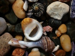 Nerita polita