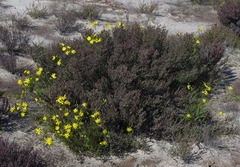 Senecio lacustrinus