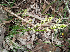 Stackhousia subterranea