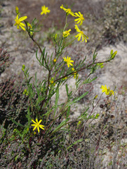 Senecio lacustrinus