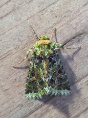 Heterochroma berylloides