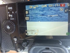 Balaenoptera borealis