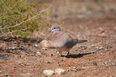 Streptopelia senegalensis senegalensis