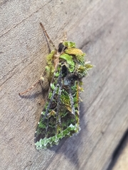 Heterochroma berylloides