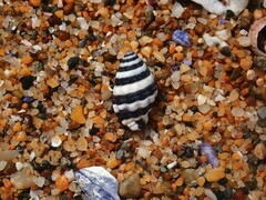 Engina zonalis