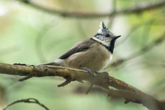 Lophophanes cristatus