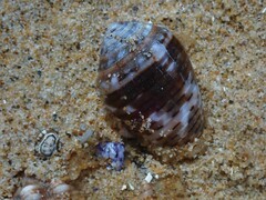 Conus coronatus