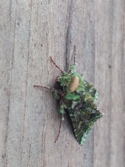 Heterochroma berylloides